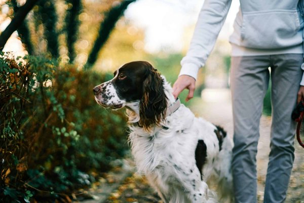 How to Train an English Setter for Field Trials While Ensuring It's a Happy Family Pet?